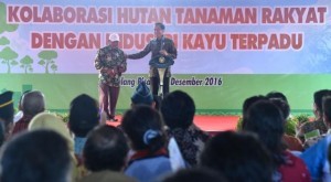 12,7 ha Dijadikan Perhutanan Sosial, Presiden Jokowi Realisasikan Hutan Tanaman Rakyat